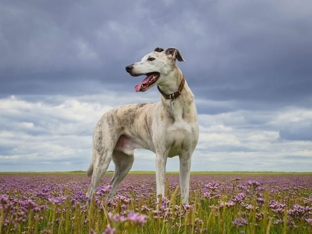 un chien de type Lurcher