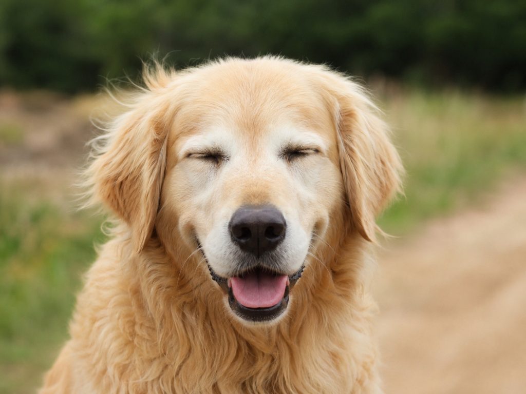 un chien qui cligne des yeux