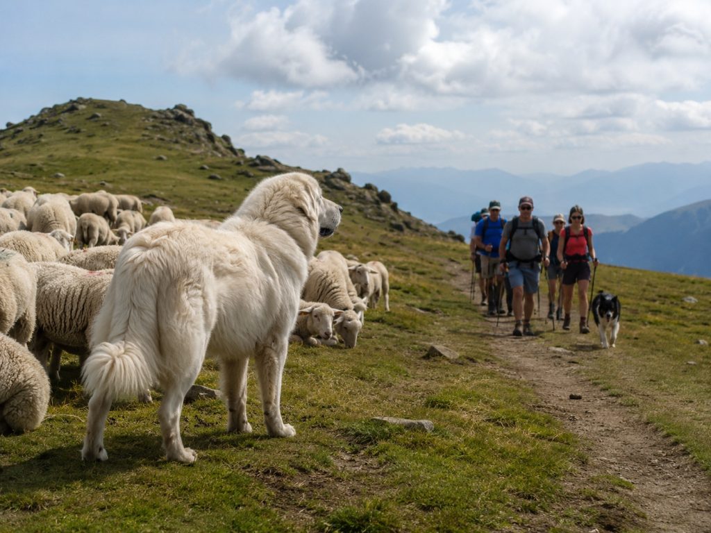 un Patou vigilant qui protège son troupeau de moutons