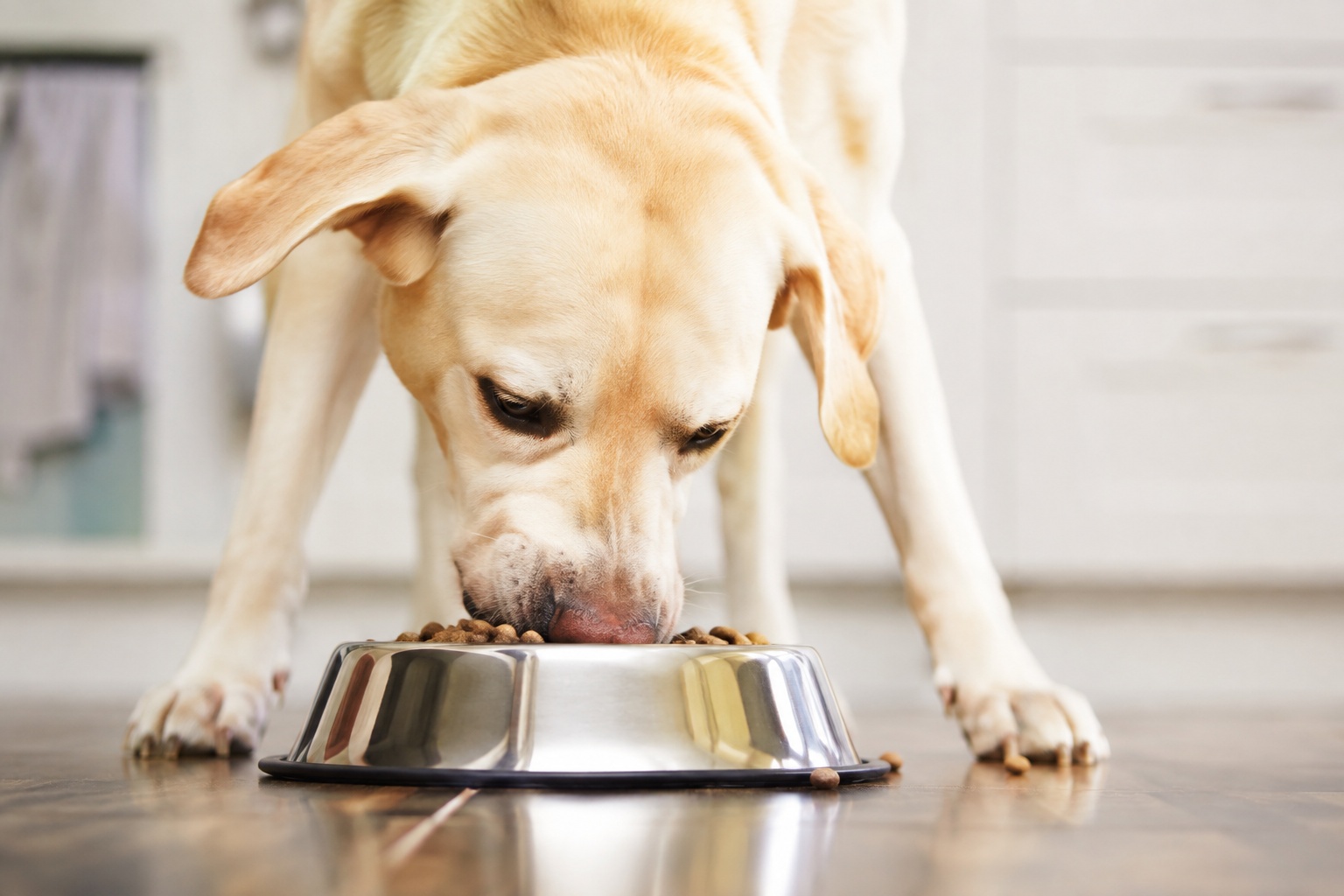 Labrador qui dévore sa gamelle