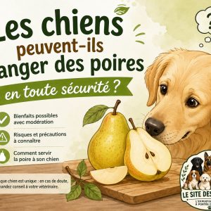 chien manger poire sécurité