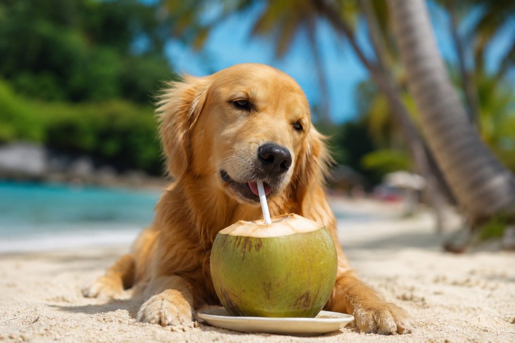 un chien qui sirote du lait de coco