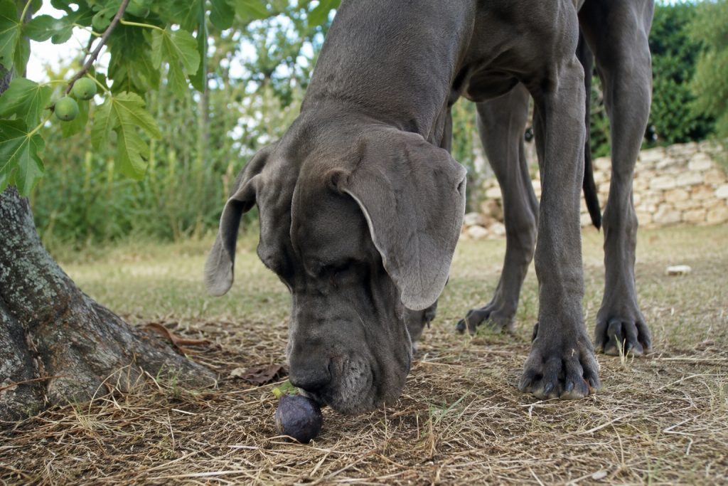 un Dogue allemand qui renifle une figue tombée de l'arbre