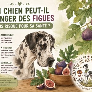 chien manger figues