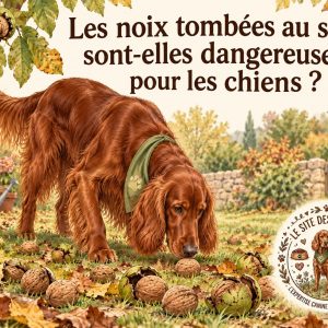 dangers noix chiens