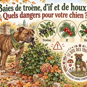 dangers baies chien